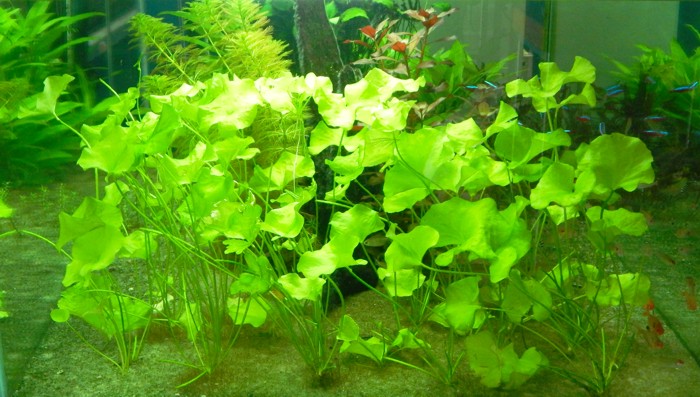 Nymphoides cristata